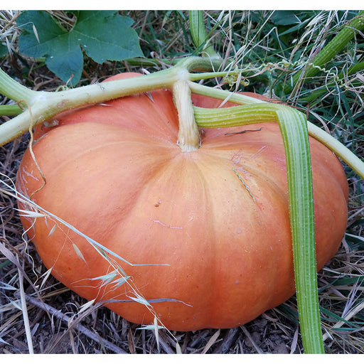 Bright orange pumpkin on a green vine, nestled in grass. Ready for autumn harvest, fall decor, or carving.