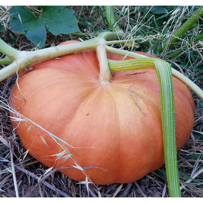 Bright orange pumpkin on a green vine, nestled in grass. Ready for autumn harvest, fall decor, or carving.