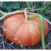 Bright orange pumpkin on a green vine, nestled in grass. Ready for autumn harvest, fall decor, or carving.
