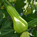Young striped green squash growing on a vine in a sunny garden, surrounded by leaves.