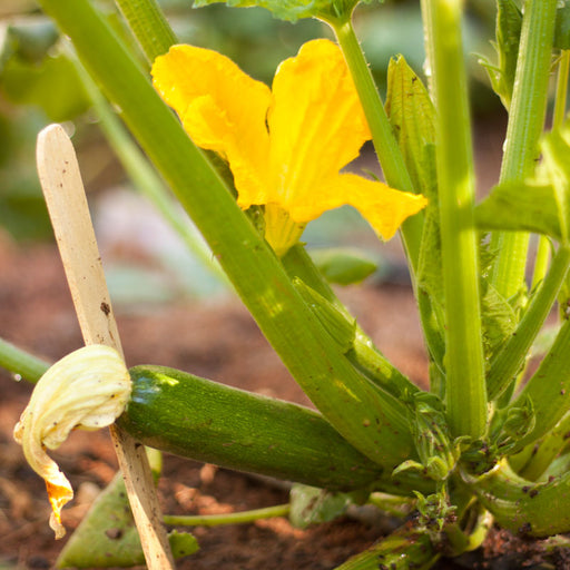 Young green zucchini fruit with a fading blossom, growing on a plant with a vibrant yellow flower in a garden.