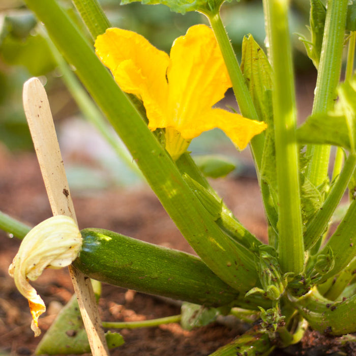 Young green zucchini fruit with a fading blossom, growing on a plant with a vibrant yellow flower in a garden.