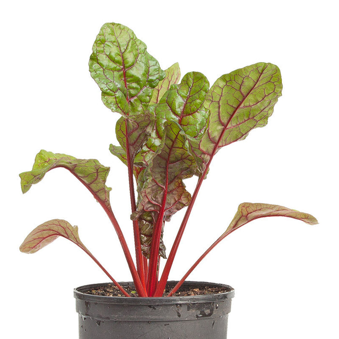 Red Swiss chard plant in a black pot, with green leaves and vibrant red stems.