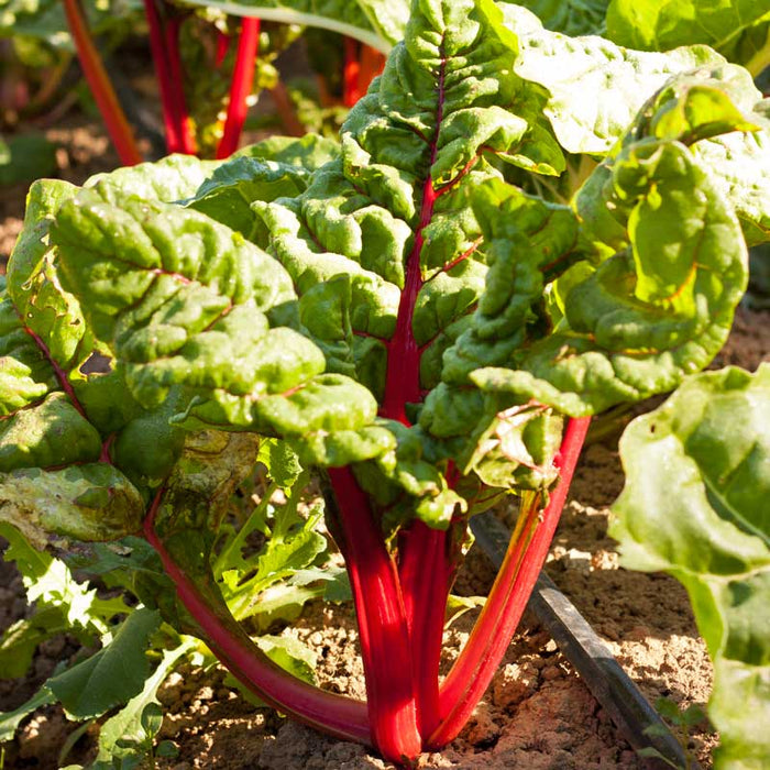 Fresh red Swiss chard plant with vibrant green leaves and bright red stalks growing in rich garden soil.