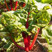Fresh red Swiss chard plant with vibrant green leaves and bright red stalks growing in rich garden soil.