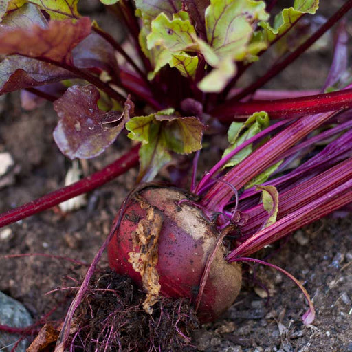 Fresh red beet with green and purple leaves, partially in garden soil. Organic root vegetable.