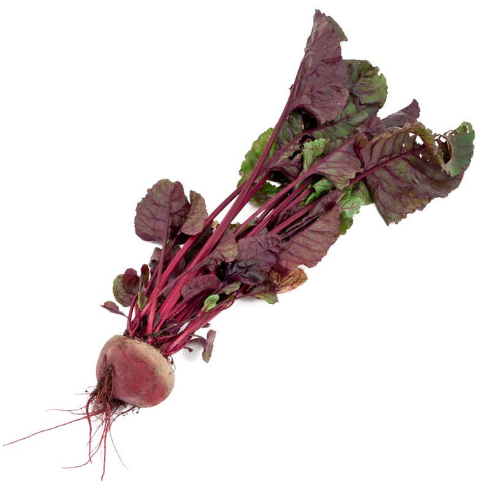 Fresh organic beet with vibrant red root and green-purple leafy tops. Healthy vegetable produce.