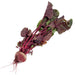 Fresh organic beet with vibrant red root and green-purple leafy tops. Healthy vegetable produce.