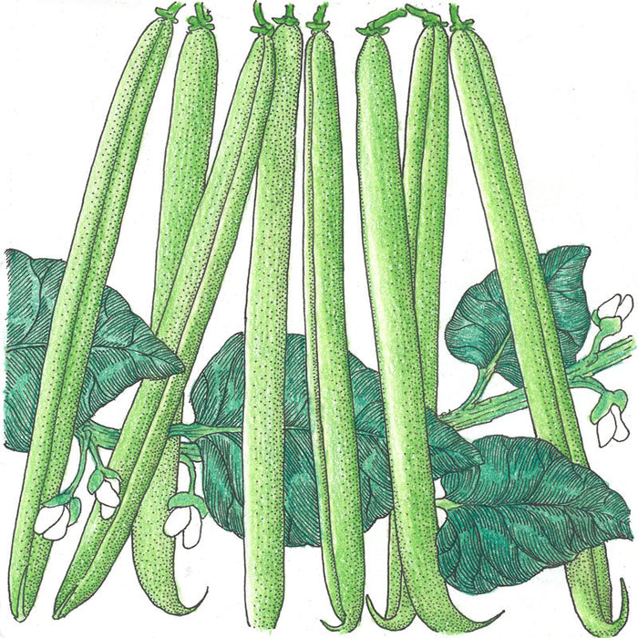 Long, fresh green beans growing on a plant with dark green leaves and white blossoms.