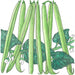 Long, fresh green beans growing on a plant with dark green leaves and white blossoms.