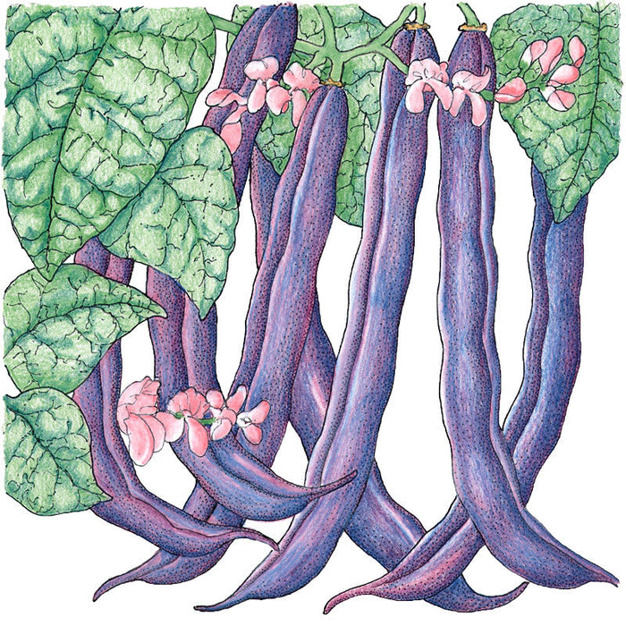 Illustration of vibrant purple bean pods, green leaves, and pink blossoms. Fresh garden vegetable plant.