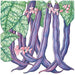 Illustration of vibrant purple bean pods, green leaves, and pink blossoms. Fresh garden vegetable plant.