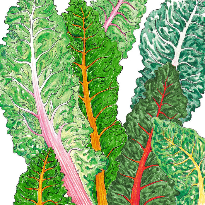 Vibrant chard leaves illustration with red, pink, orange stems. Fresh, healthy vegetables.
