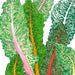 Vibrant chard leaves illustration with red, pink, orange stems. Fresh, healthy vegetables.