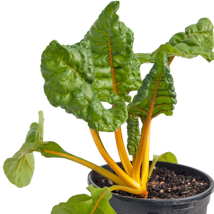 Potted golden Swiss chard with crinkled green leaves and vibrant yellow stalks.