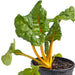 Potted golden Swiss chard with crinkled green leaves and vibrant yellow stalks.