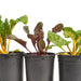Vibrant red, green, and golden chard seedlings in black pots, perfect for a fresh vegetable garden.
