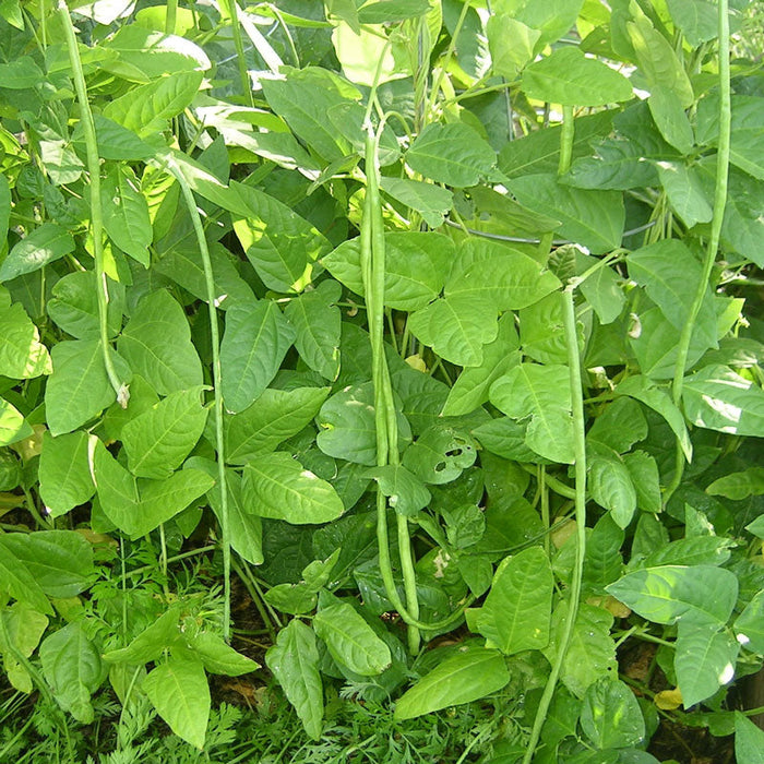 Fresh green yardlong beans growing on lush garden vines. Healthy, elongated pods ready for harvest.