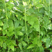 Fresh green yardlong beans growing on lush garden vines. Healthy, elongated pods ready for harvest.