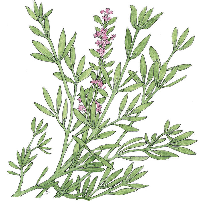 Botanical illustration: green plant with narrow leaves and delicate pink flower clusters.