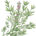 Botanical illustration: green plant with narrow leaves and delicate pink flower clusters.