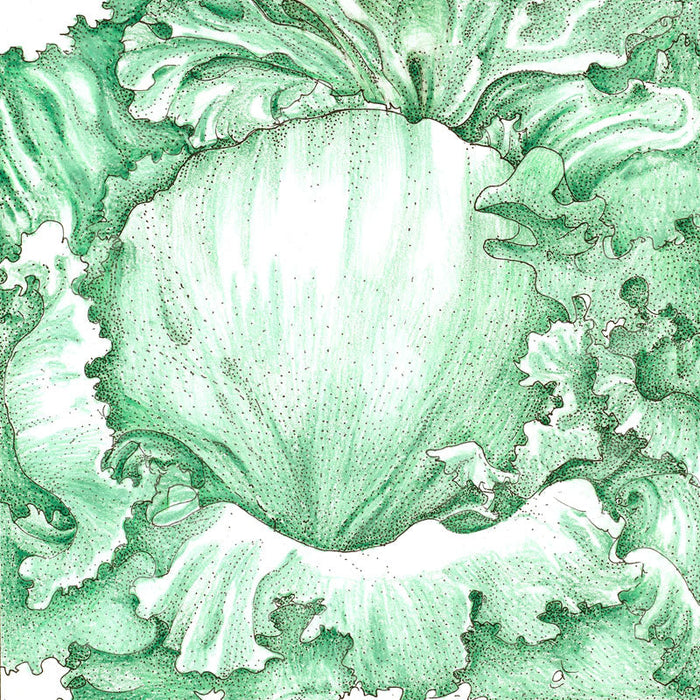 Vibrant green lettuce illustration, detailed ruffled leaves, fresh vegetable.