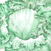Vibrant green lettuce illustration, detailed ruffled leaves, fresh vegetable.