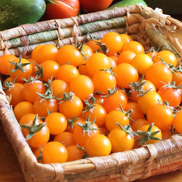 Woven basket filled with fresh, golden cherry tomatoes and green stems. Harvested garden produce.