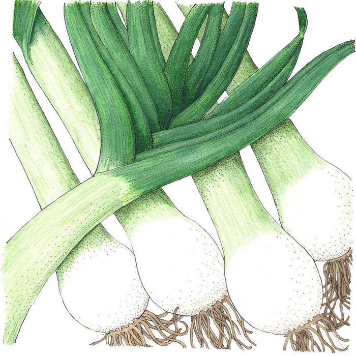 Fresh green onions with vibrant green stalks, white bulbs, and roots. Healthy scallions for cooking.