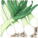 Fresh green onions with vibrant green stalks, white bulbs, and roots. Healthy scallions for cooking.