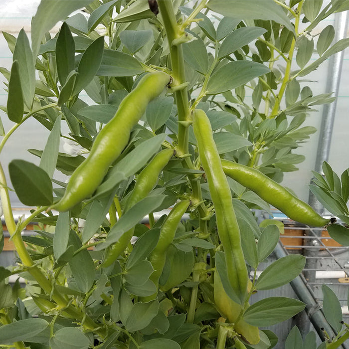 Broad bean plant with multiple green fava bean pods growing. Fresh, healthy garden produce ready for harvest.
