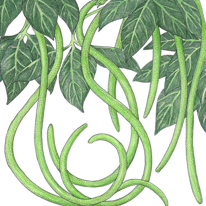 Green yardlong beans and leaves. Detailed botanical drawing of Asian long beans.