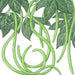 Green yardlong beans and leaves. Detailed botanical drawing of Asian long beans.