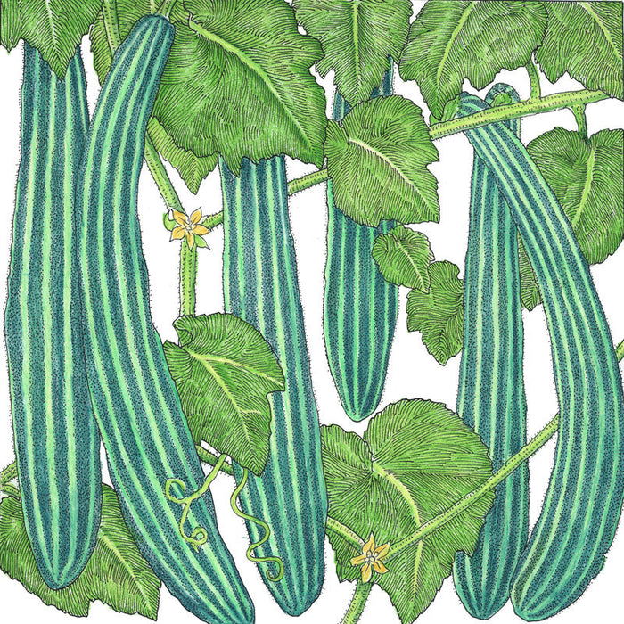 Striped green cucumbers (Armenian variety) on a vine with leaves, yellow flowers. Garden vegetable illustration.