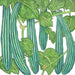 Striped green cucumbers (Armenian variety) on a vine with leaves, yellow flowers. Garden vegetable illustration.