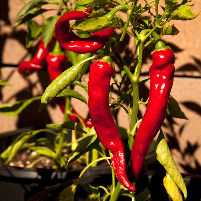 Vibrant red chili peppers ripening on a green plant in a sunny home garden. Fresh produce.