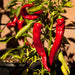 Vibrant red chili peppers ripening on a green plant in a sunny home garden. Fresh produce.