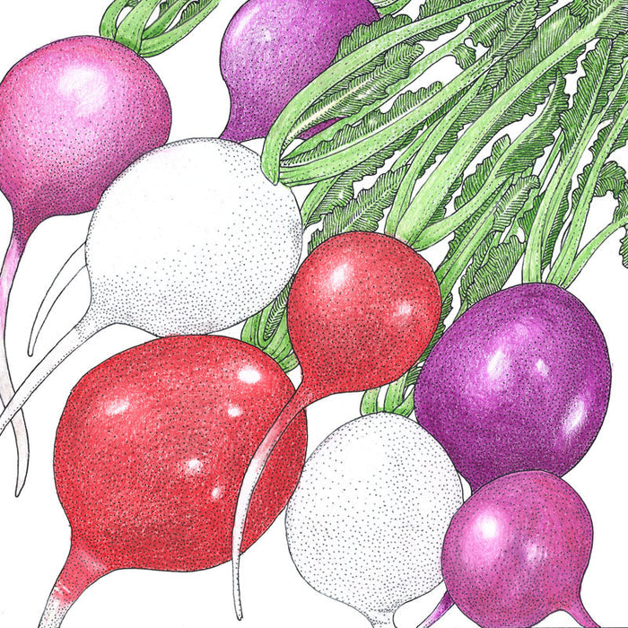 Colorful radishes: red, white, purple, and pink, with green leaves. Fresh garden vegetables illustration.