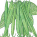 Fresh green beans, clustered with vibrant leaves. Healthy garden produce, snap beans for cooking and planting.