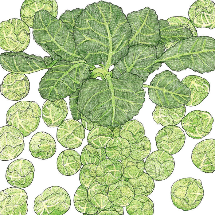 Brussels sprout plant illustration with large green leaves and many small, fresh sprouts.