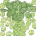 Brussels sprout plant illustration with large green leaves and many small, fresh sprouts.