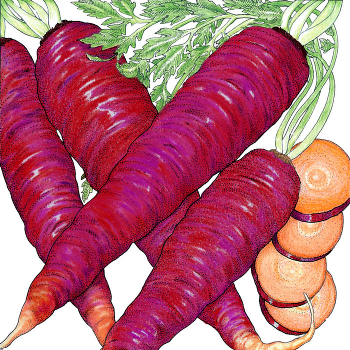 Vibrant purple carrots with green tops, some sliced to show orange core. Heirloom vegetable produce.
