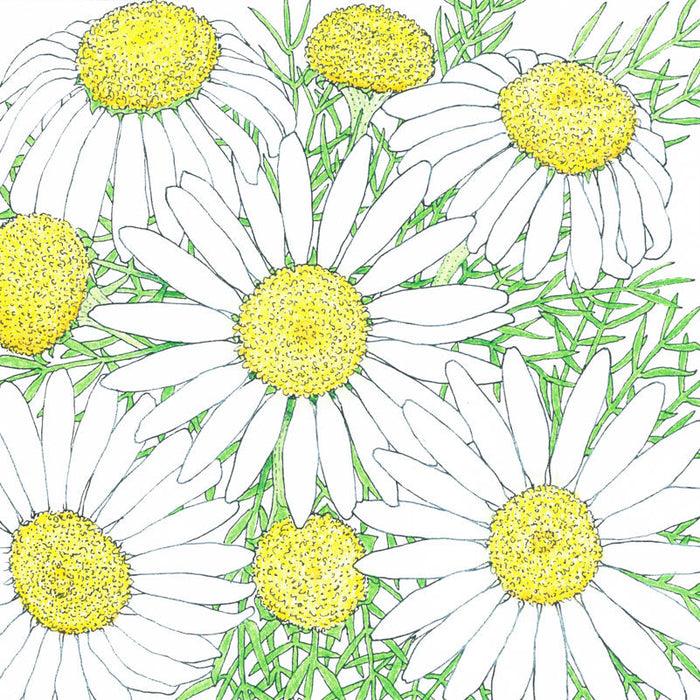 Botanical illustration: white chamomile flowers with yellow centers and delicate green leaves.