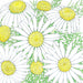 Botanical illustration: white chamomile flowers with yellow centers and delicate green leaves.