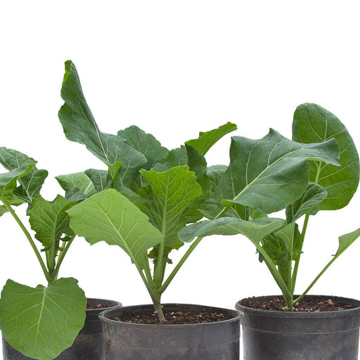 Healthy green brassica seedlings in black nursery pots. Young vegetable plants ready for garden or farm planting.