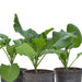 Healthy green brassica seedlings in black nursery pots. Young vegetable plants ready for garden or farm planting.