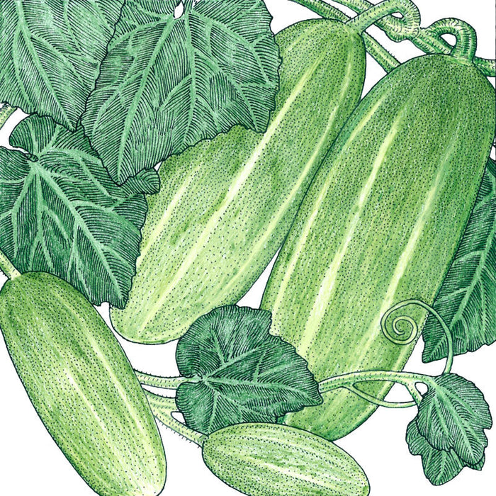 Green Armenian cucumbers with light stripes on a vine, surrounded by detailed green leaves. Botanical illustration.