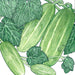 Green Armenian cucumbers with light stripes on a vine, surrounded by detailed green leaves. Botanical illustration.