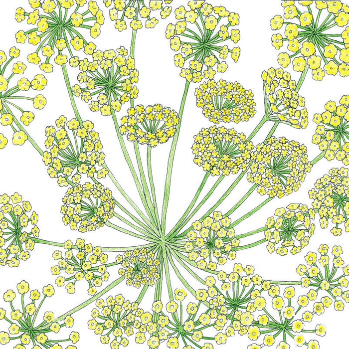 Yellow dill flower botanical pattern with green stems on white. Detailed herbal illustration.