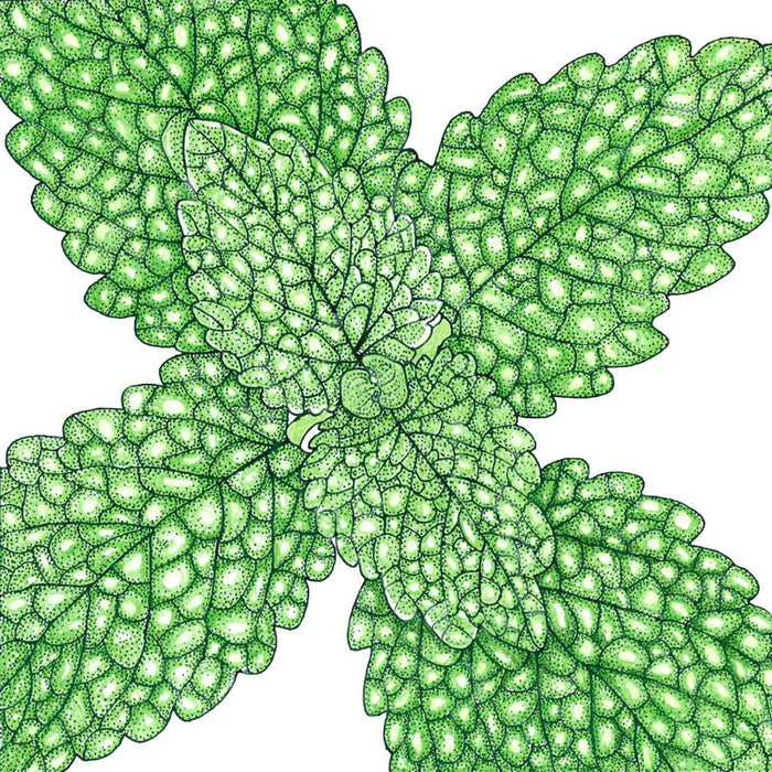 Detailed illustration of fresh green mint leaves with stippling texture. Botanical herb art.